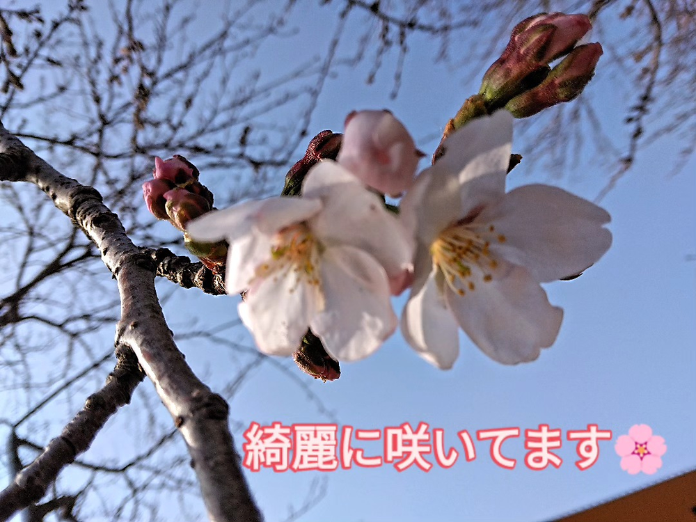 満開が楽しみです(^_-)-☆の写真(島根県大田市)