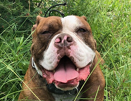 Bulldog in tall grass