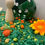 Thumbnail: Bunny Harvest I Sensory Kit