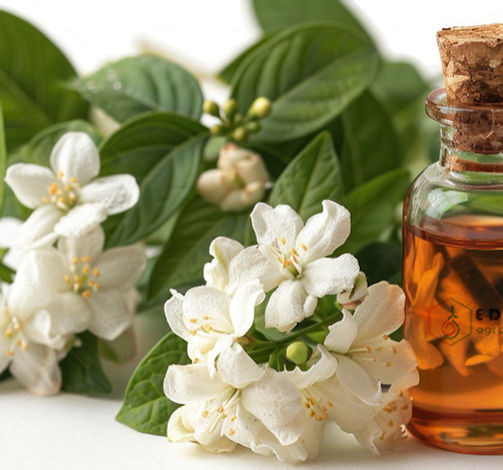 Jasmine Grandiflorum Concrete & Absolute.jpg