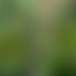 Connecting with Cannabis Enthusiasts: Regenerative Cultivation Insights