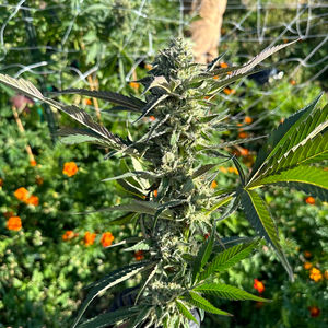 Connecting with Cannabis Enthusiasts: Regenerative Cultivation Insights
