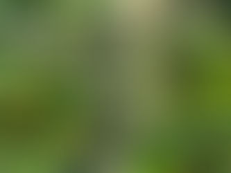 Connecting with Cannabis Enthusiasts: Regenerative Cultivation Insights