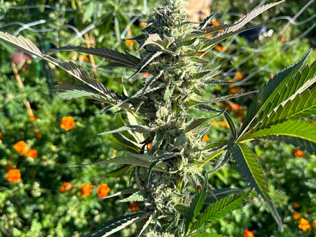 Connecting with Cannabis Enthusiasts: Regenerative Cultivation Insights