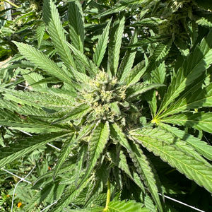Regenerative Cannabis Cultivation: A Sustainable Approach for Enthusiasts