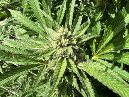 Regenerative Cannabis Cultivation: A Sustainable Approach for Enthusiasts