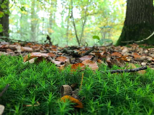 site nature.JPG