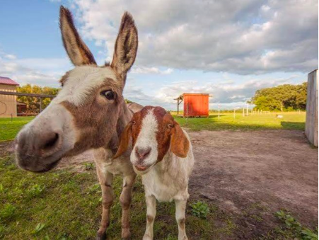 Debbie Briggs returns to Pleasant Grove Pizza Farm