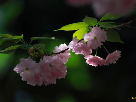 院中景之樱花