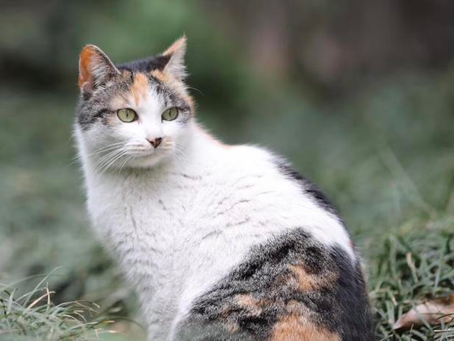院中景之猫