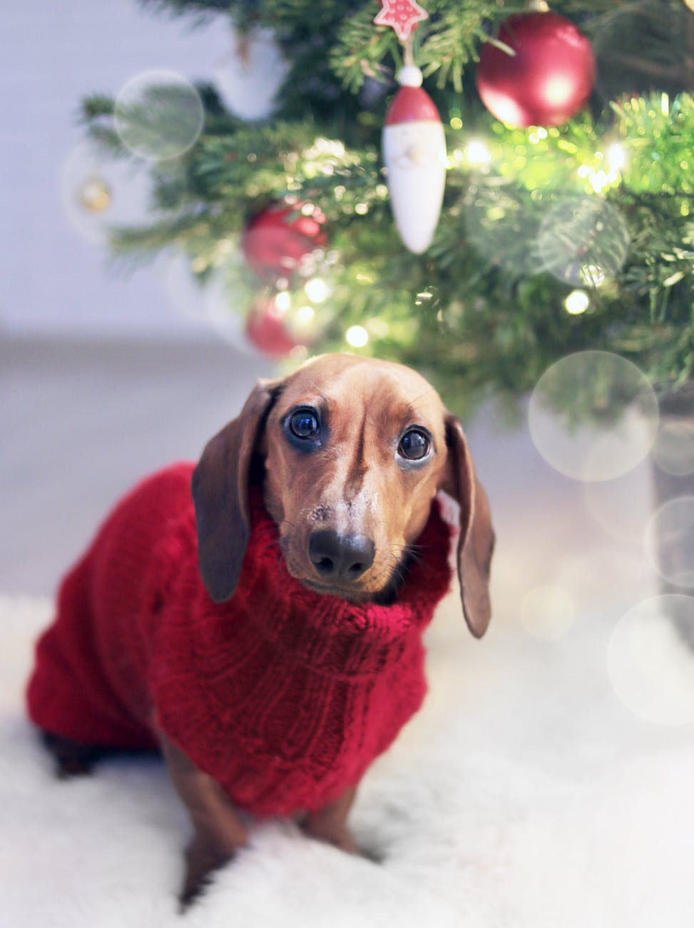 Cute sausage dog: Festive anxiety