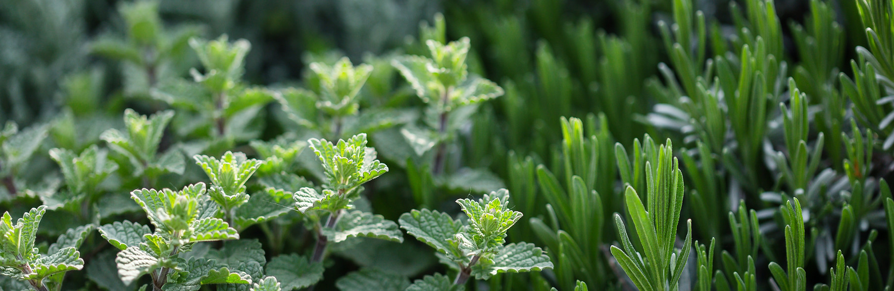 VIE-SIMPLE-ET-SAINE Plantes d'herbes