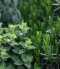 Herbalism