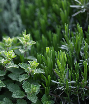 Herb Plants