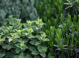 Herb Plants