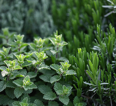 Plantes d'herbes