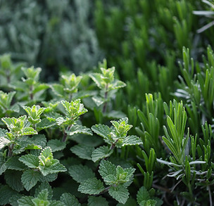 Herb Plants