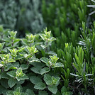 Herb Plants