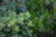 Plantes d'herbes