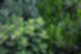 Herb Plants
