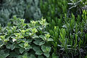 Herb Plants