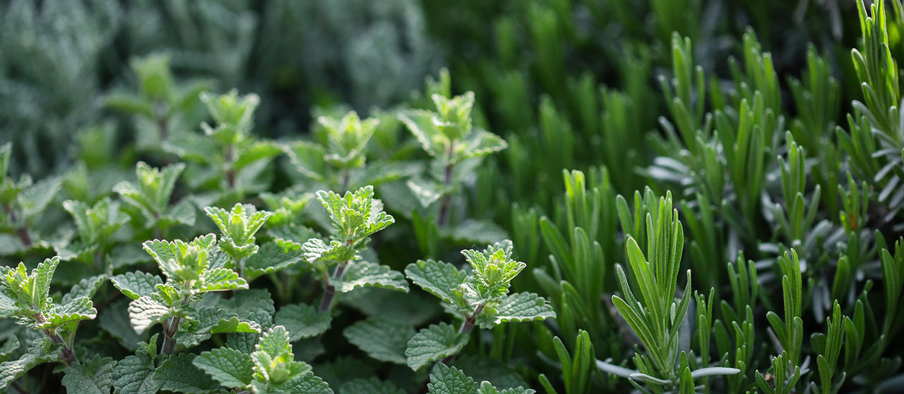Plantes d'herbes