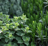 Herb Plants