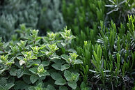 Herb Plants