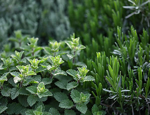 Las plantas de hierbas