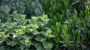 Guide to Peppermint Magic