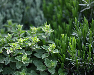 Herb Plants