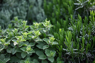 Herb Plants