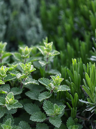 Herb Plants