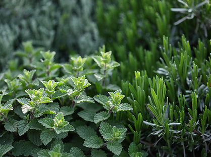 Las plantas de hierbas