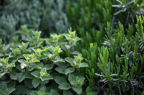 Mint And Rosemary