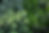 Herb Plants