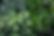 Herb Plants