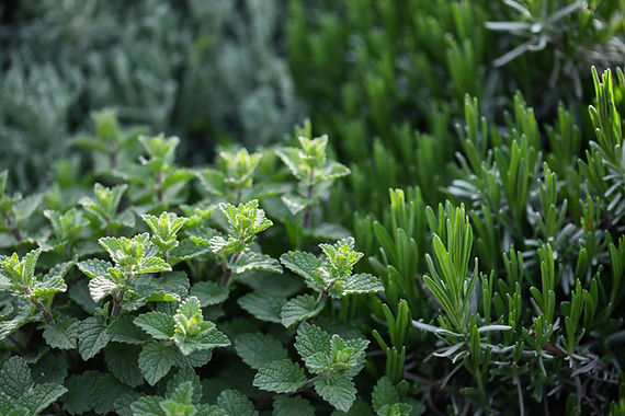 Mint And Rosemary