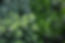 Herb Plants