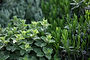 Herb Plants