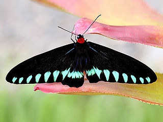 PALAWAN BIRDWING ♂