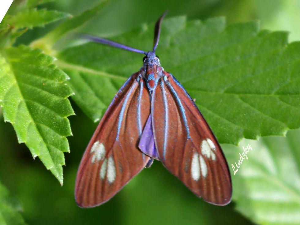 Cyclosia chartacea chartacea ♂