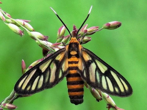 Unidentified Syntomini