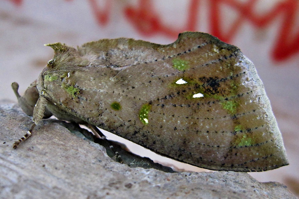 Eudocima discrepans ♀