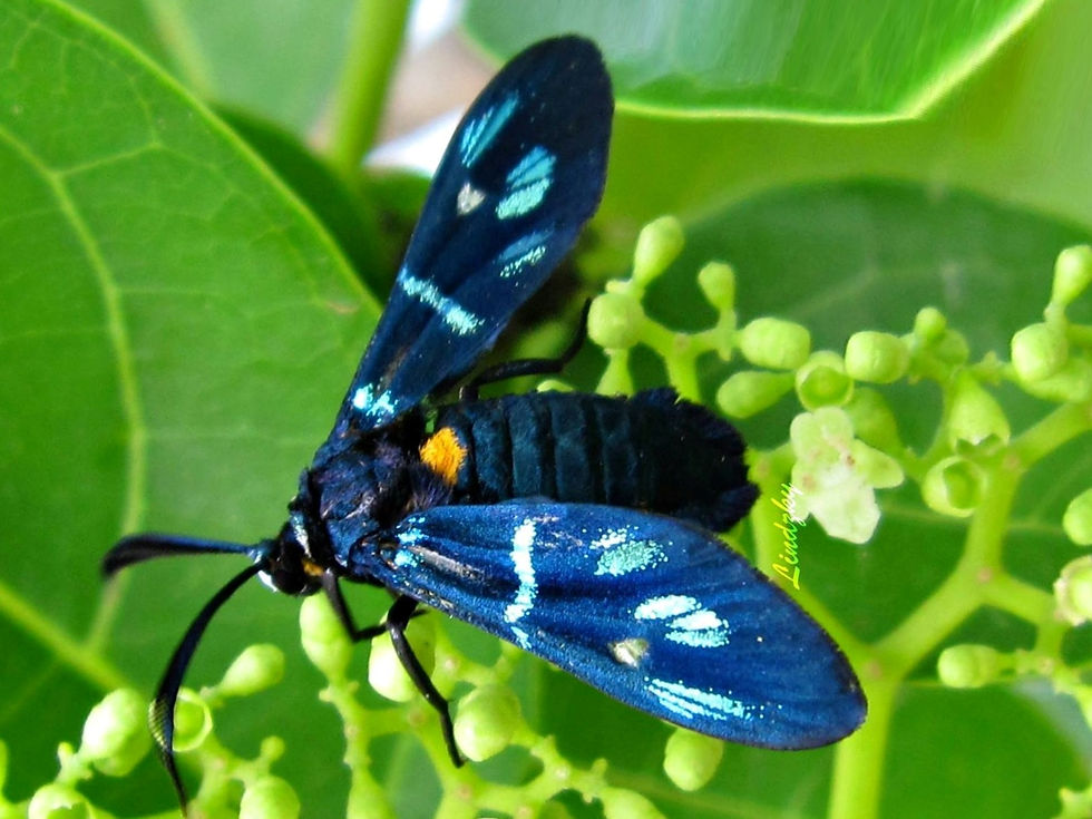 Callizygaena nr. glaucon