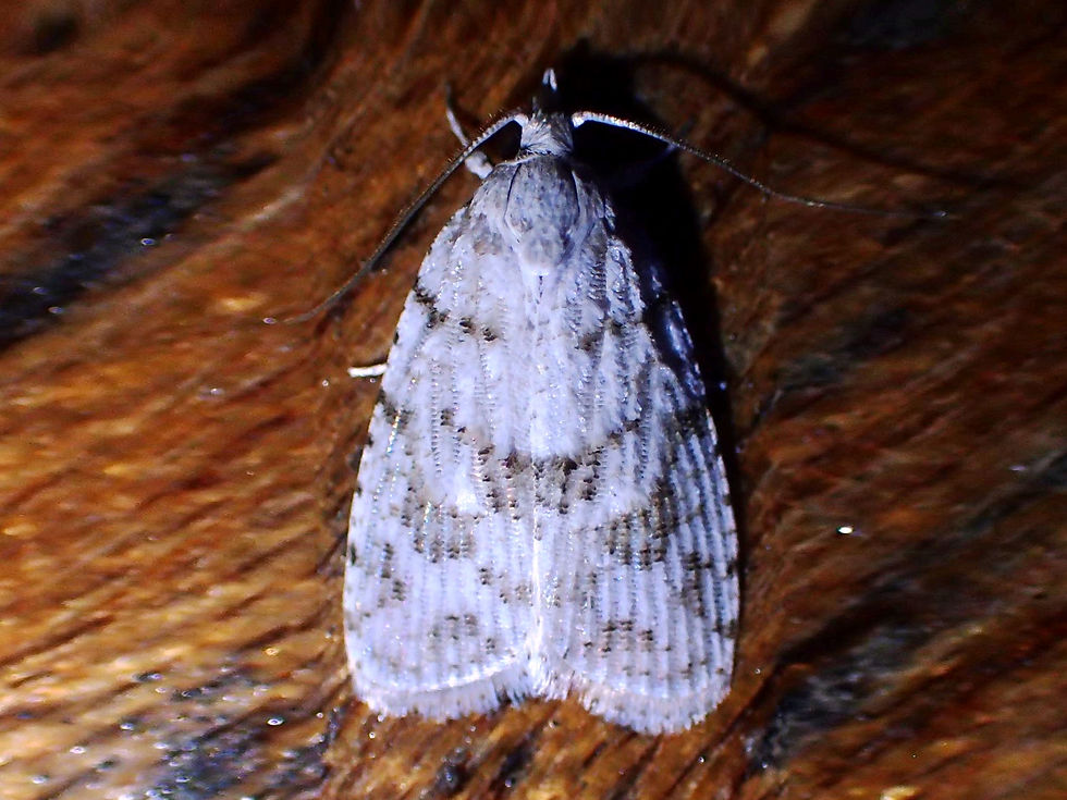 Unidentified Carposinidae