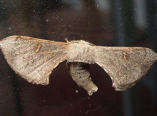 Ocinara sp.