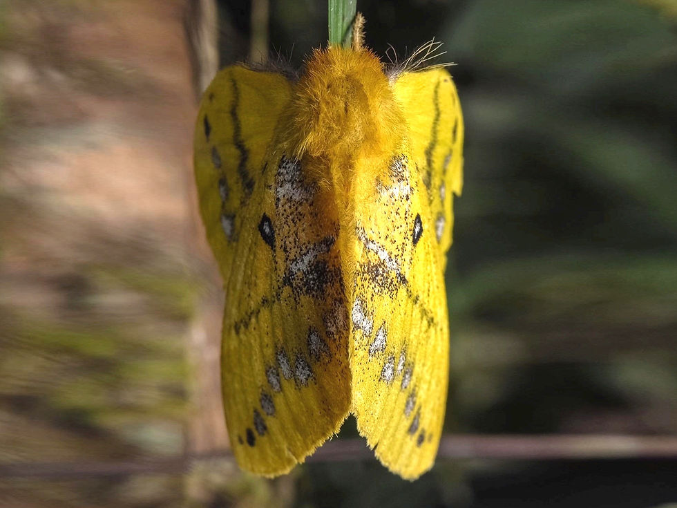 Traballa sp. nr. veni ♀