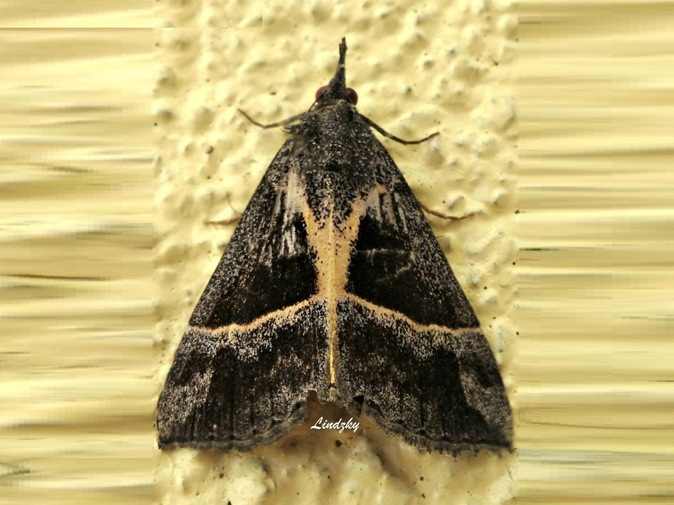 Dichromia sp. nr. quadralis