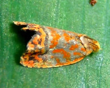 Loboschiza sp.